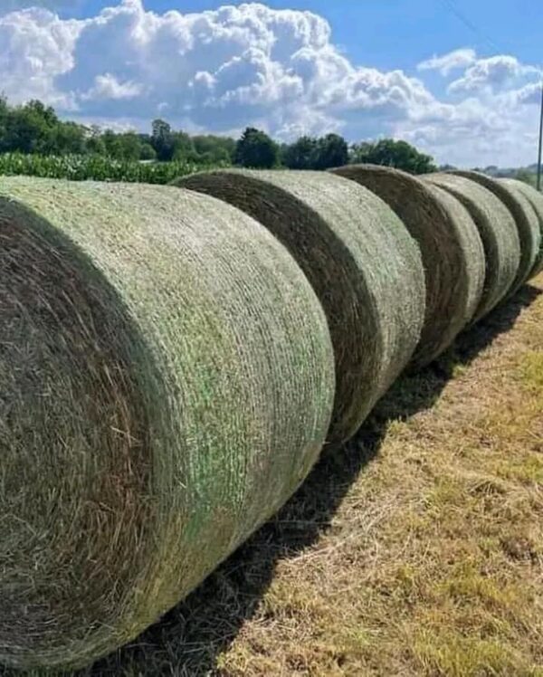 Fully stocked Alfalfa Bales