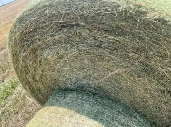5X5 BIG ROUND BALES OF HAY - Image 3