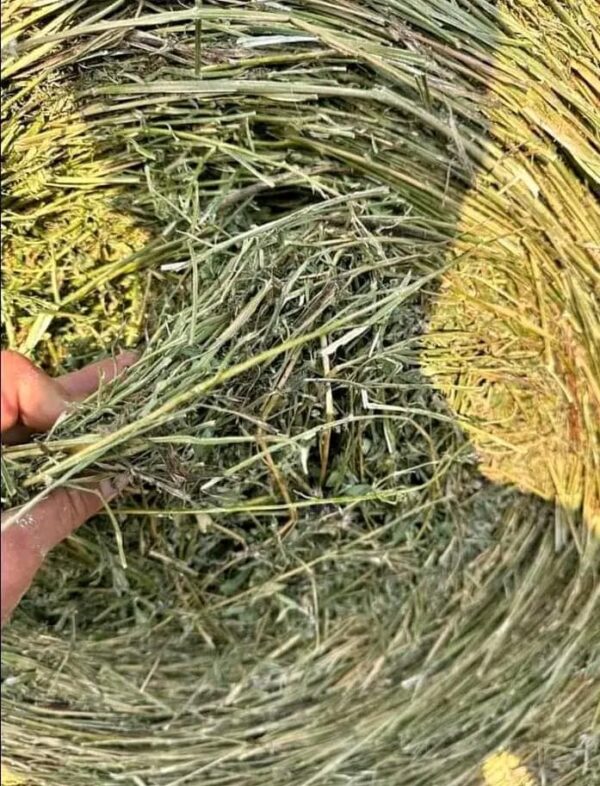 5X5 BIG ROUND BALES OF HAY - Image 2