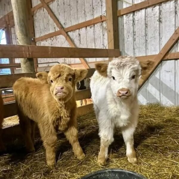 mini highland cattle​
