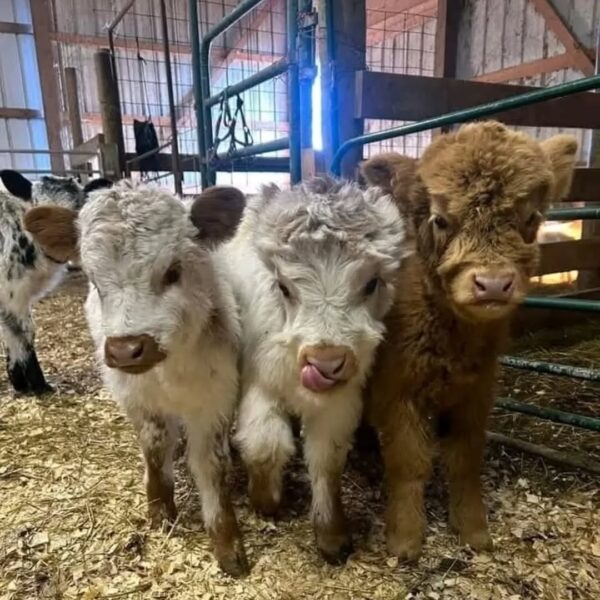 mini highland cattle​