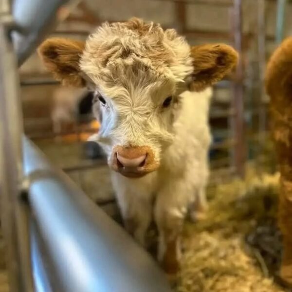Joyce-mini highland cattle​ - Image 4