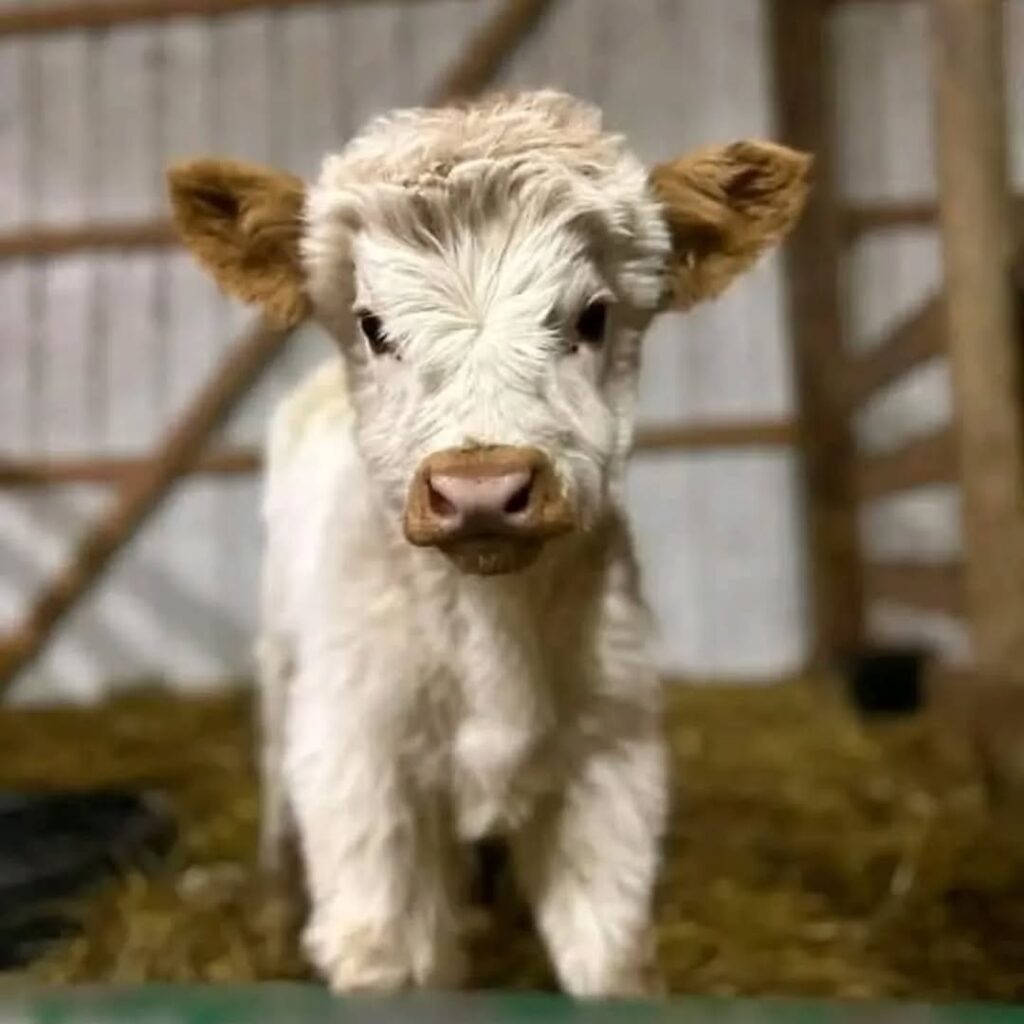 mini highland cattle​