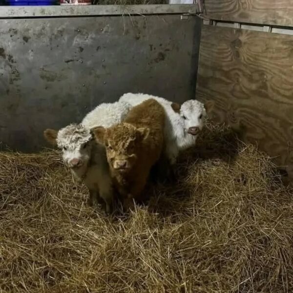 Joyce-mini highland cattle​ - Image 2