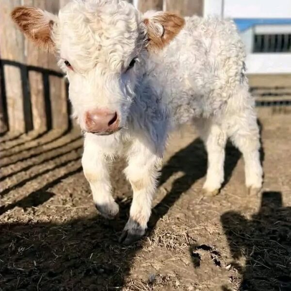 highland cattle mini​