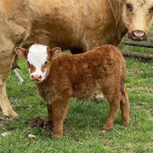 mini highland cattle for sale