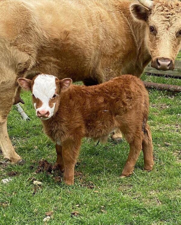 mini highland cattle for sale
