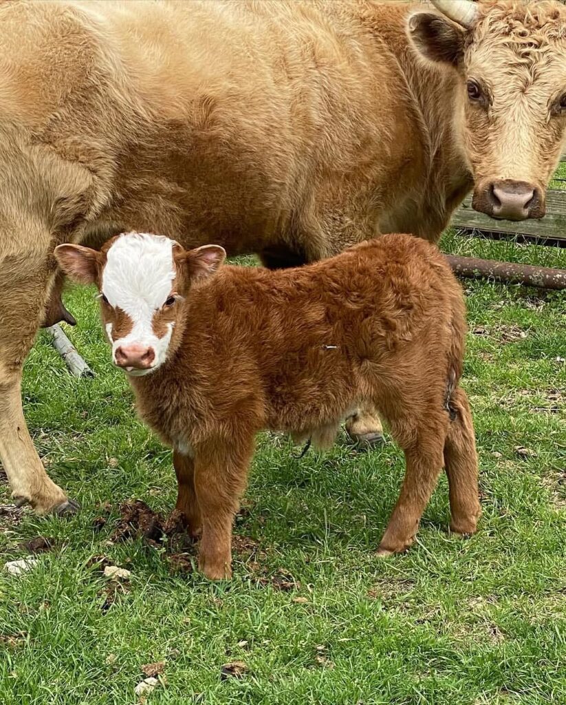 mini highland cattle for sale