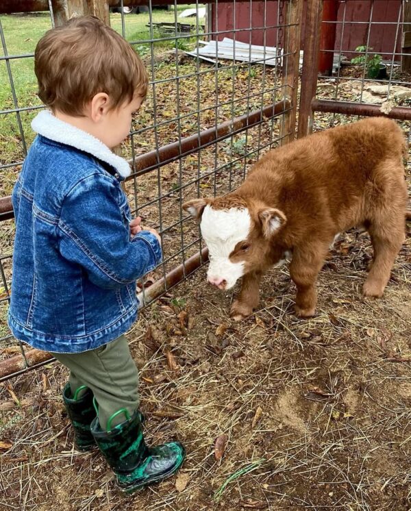 mini highland cattle for sale