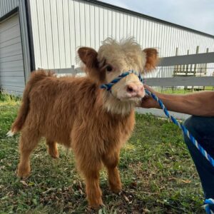 purchase cattle