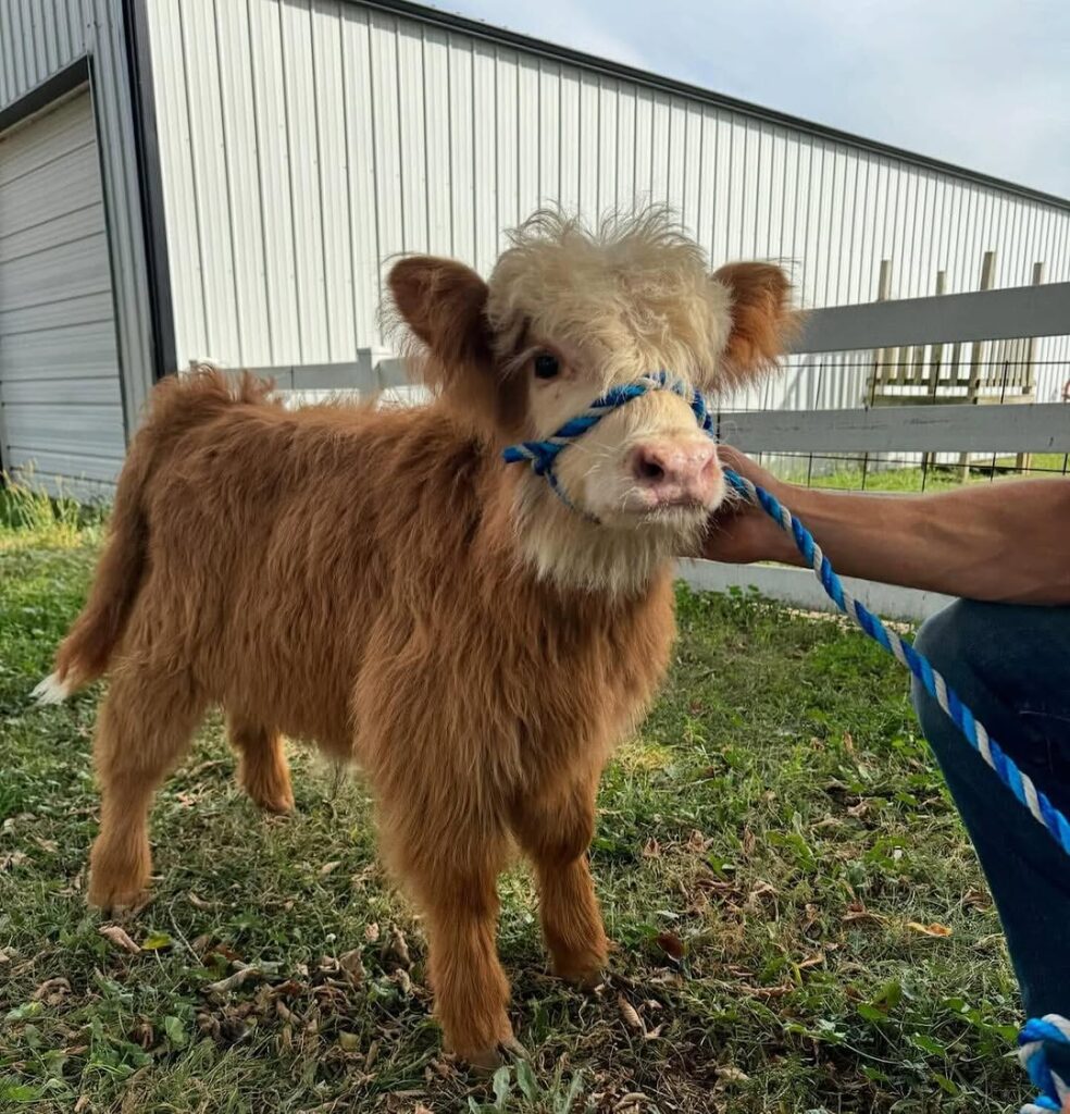 purchase cattle