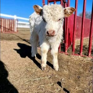 highland cattle mini​