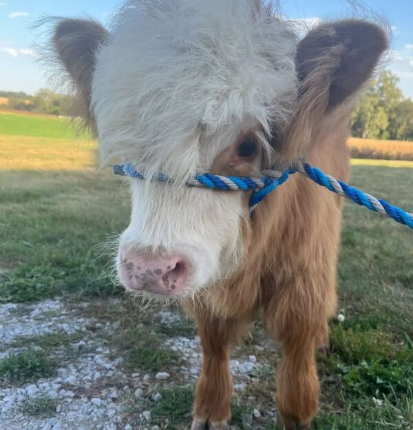purchase cattle