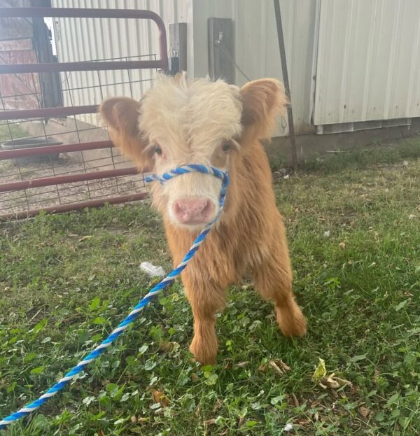 purchase cattle