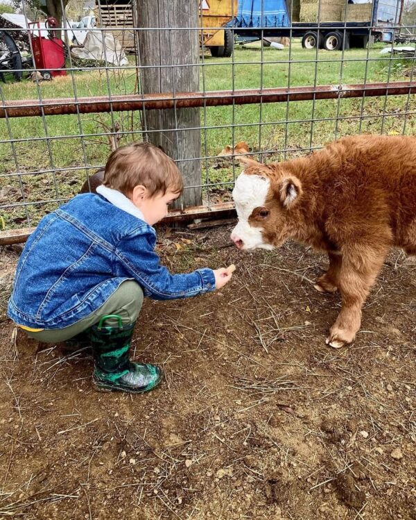 mini highland cattle for sale